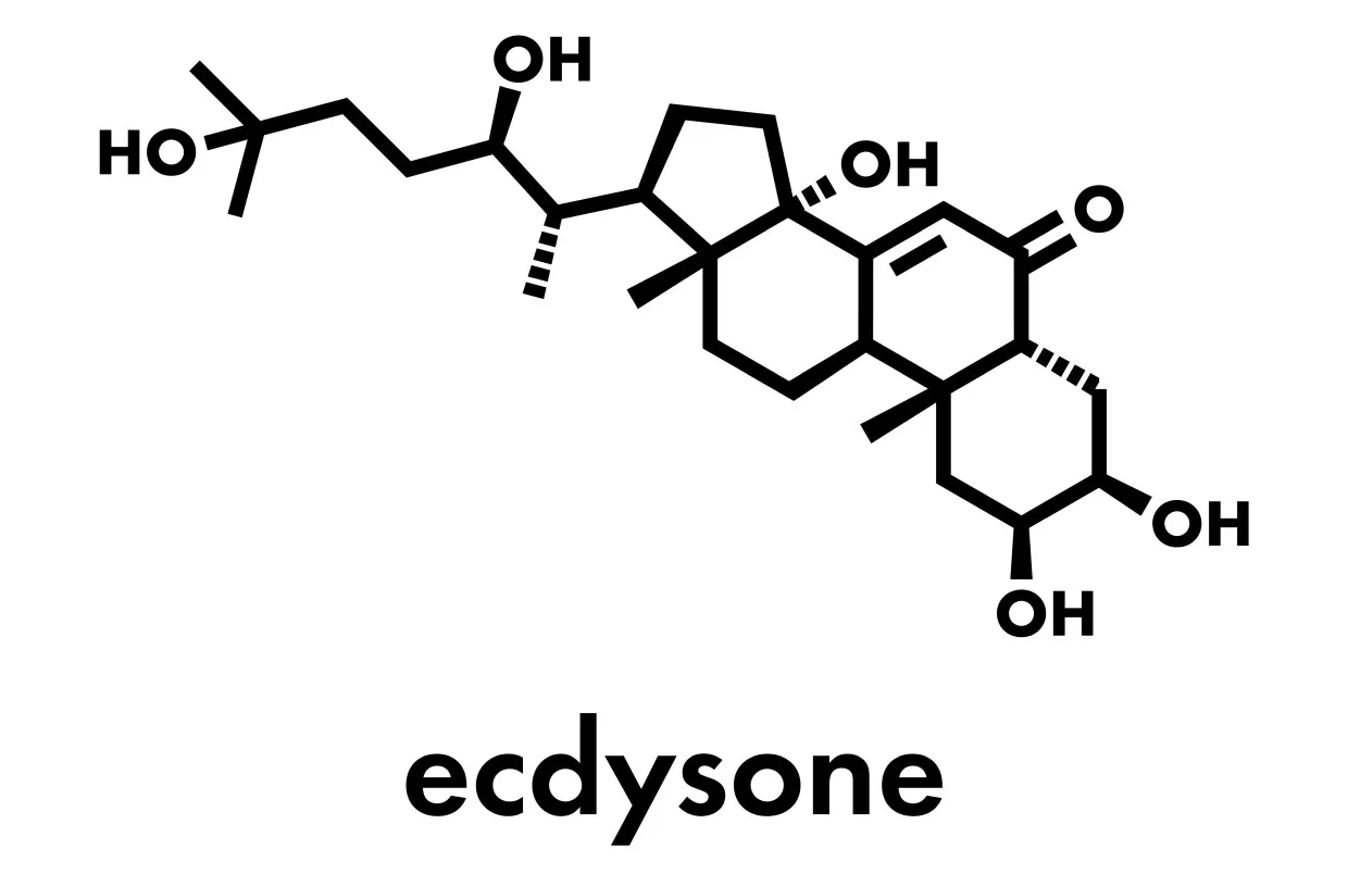 Ecdysterone Verbindung