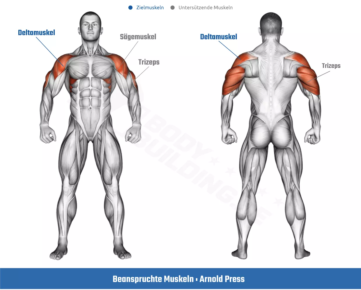 Beanspruchte Muskeln bei der Arnold Press