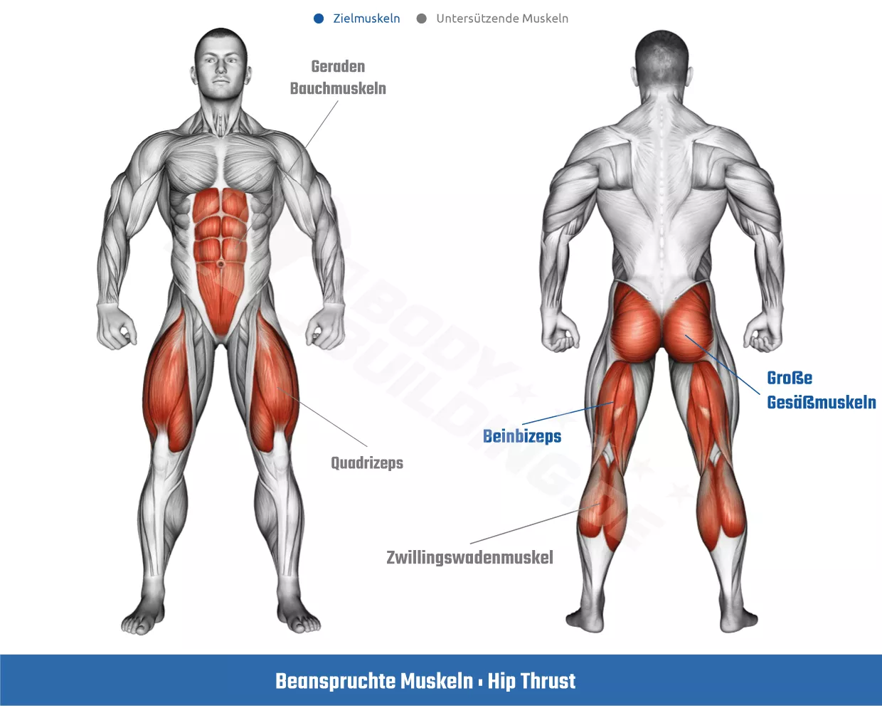 Beanspruchte Muskeln bei der Hip Thrust Übung