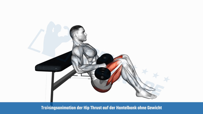 Traininganimation der Hip Thrust mit zwei Kurzhanteln auf der Hantelbank