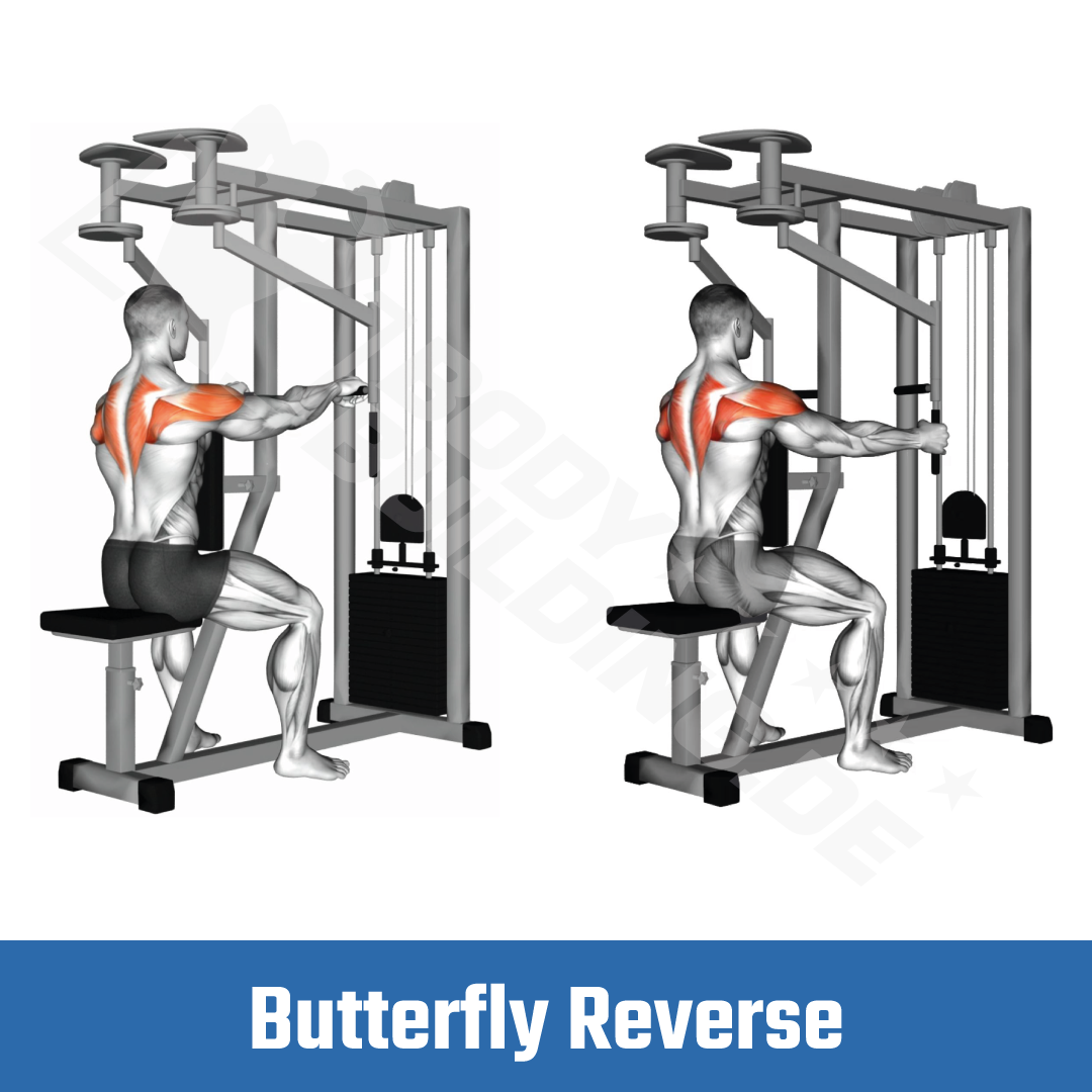 Butterfyl Reverse Fitnessübung