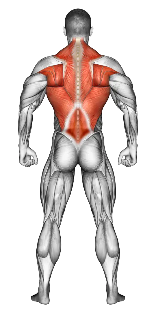 Anatomie Rücken Muskelgruppen passende Übungen