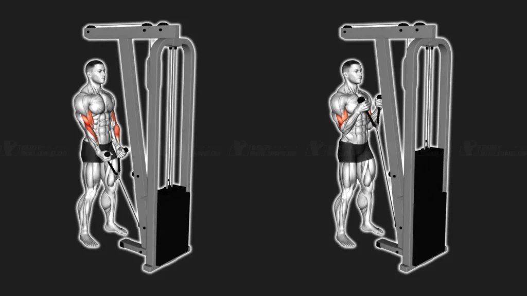 uebungsbild-hammer-curls-kabelturm-seil