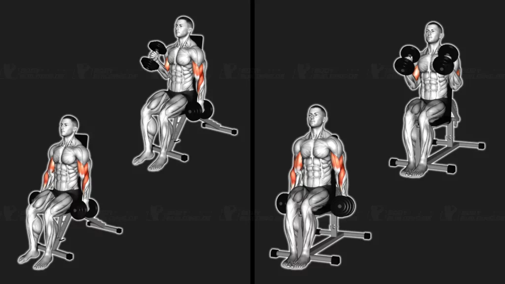 uebungsbild-hammer-curls-kurzhantel-aufrecht-sitzend