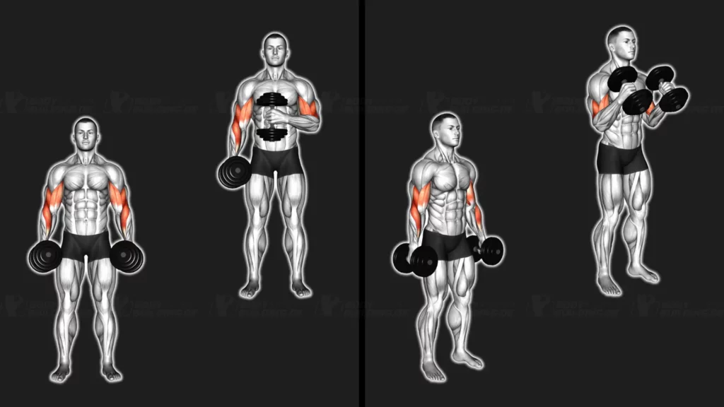 uebungsbild-hammer-curls-kurzhantel-stehend
